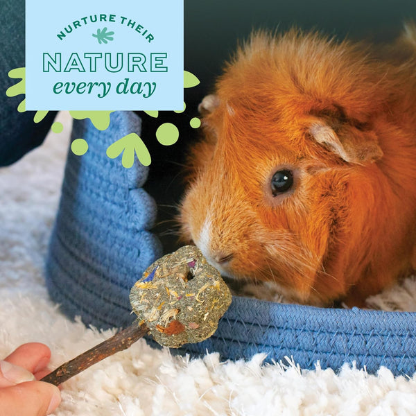 Oxbow Apple Stick Bouquet, Rabbit & Guinea Pig Toys, Bunny Enrichment Toys | Rabbit Chew Toys, Guinea Pig Enrichment, Guinea Pig Chew Toys, Rabbit Enrichment, Natural Materials, Small Pet Accessories7
