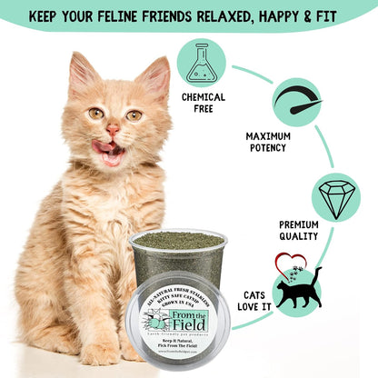 From the Field | Fine Ground Stalkless Catnip | Premium Usa-Grown Catnip for Toys & Playtime | Fresh, Potent, Non-Toxic, Eco-Friendly | Safe for Kittens & Cats | Resealable 6 Oz Tub4