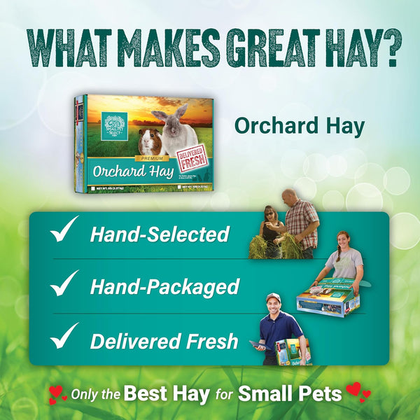 Small Pet Select Orchard Grass Hay Pet Food for Rabbits, Guinea Pigs, Chinchillas and Other Small Animals, Premium Natural Hay Grown in the US, 10 LB | Premium Natural Grass Hay, Grown in USA, Soft High Fiber Forage, for Chinchillas, Bunnies, Hamsters & Small Pets6