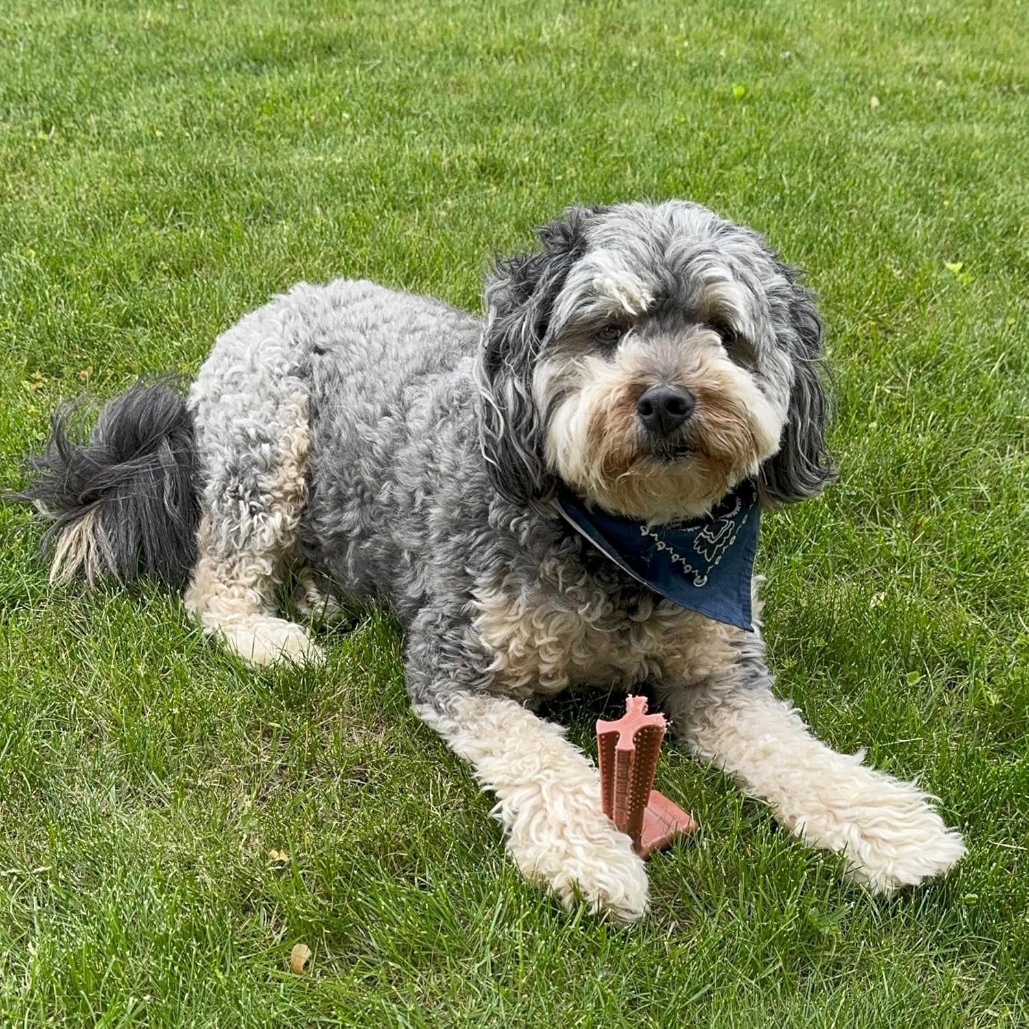spot-bam-bones-plus-t-bone-bamboo-fiber-nylon-dog-chew-toy-for-moderate-to-aggressive-chewers-durable-long-lasting-non-splintering-beef-flavor-toy-for-adult-dogs-puppies-under-60-lbs-6-in