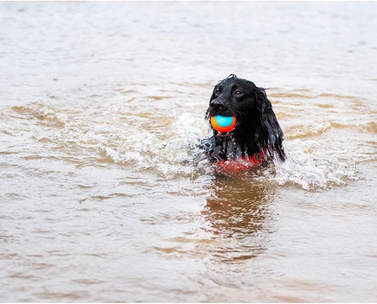 chuckit-amphibious-fetch-balls-set-of-3-medium