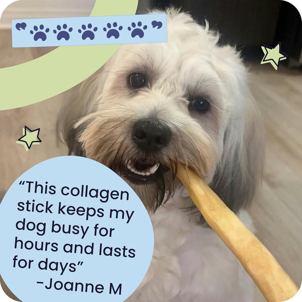 Pawstruck Natural Large 12" Beef Collagen Sticks for Dogs – Long-Lasting Rawhide Alternative, High Protein Treats with Chondroitin & Glucosamine – 5 Pack9