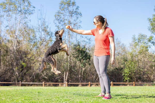 Chuckit! Birthday Fetch Ball, Medium (2.5 Inch Diameter), for Dogs 20-60 Lbs, Pack of 15