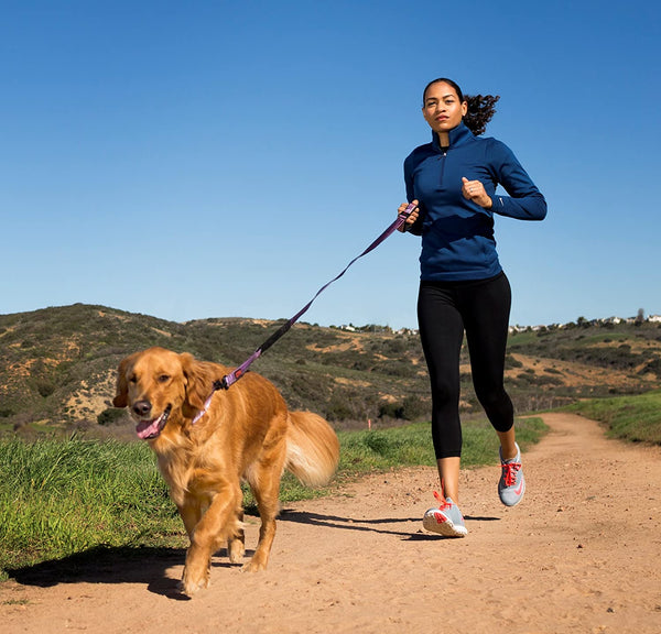 HALTI Active Leash - Award-Winning Bungee Dog Leash, Shock-Absorbing, All-In-One Neoprene Padded Belt & Lead, Perfect for Running & Training with Medium & Large Dogs (Size Large, Blue) | Award-Winning Bungee Dog Leash | Shock-Absorbing Anti-Pull Leash | Padded Belt | Running & Training Medium & Large Dogs2