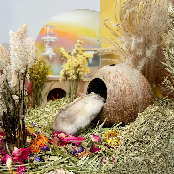 Andwe Coconut Hut Hamster House Bed for Gerbils Mice Small Animal Cage Habitat Decor3