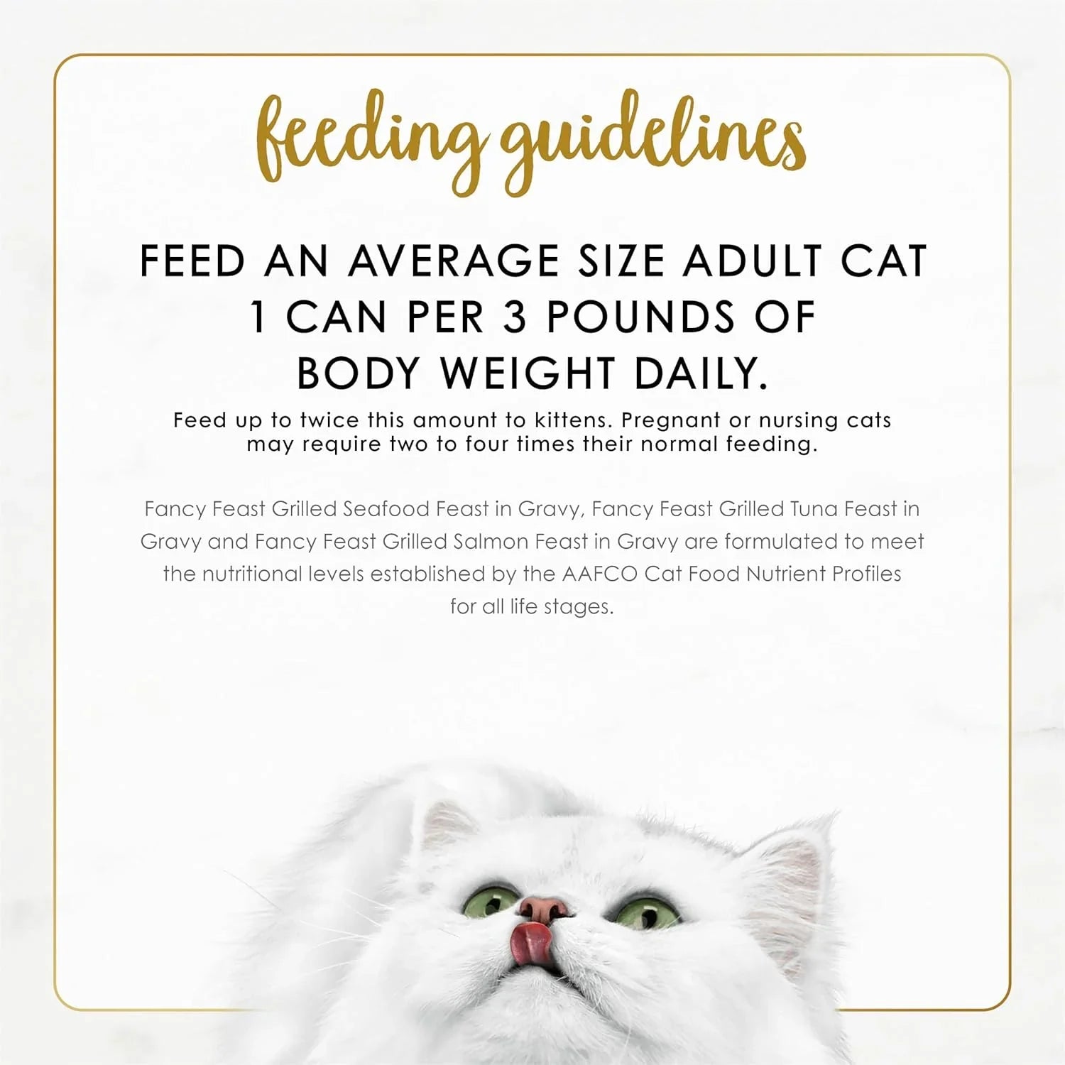 feeding-guidelines-for-adult-cats-with-white-fluffy-cat-image