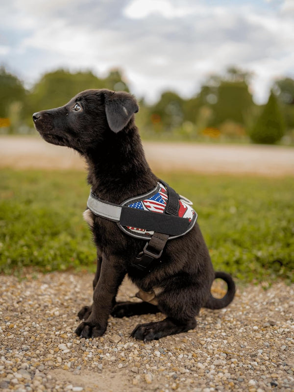 DOGGYKINGDOM No Choke Dog Harness with Handle and Patch Panels, Adjustable Reflective Dog Vest for Small Sized Dog, Blue, S8