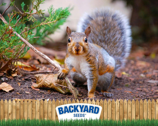 Countrymax Backyard Seeds Squirrel and Friends Wildlife Feed – 20 Lb Non-Gmo Mix for Squirrels, Deer, Birds, Rabbits, Chipmunks & More – All-Natural Backyard Animal Food4