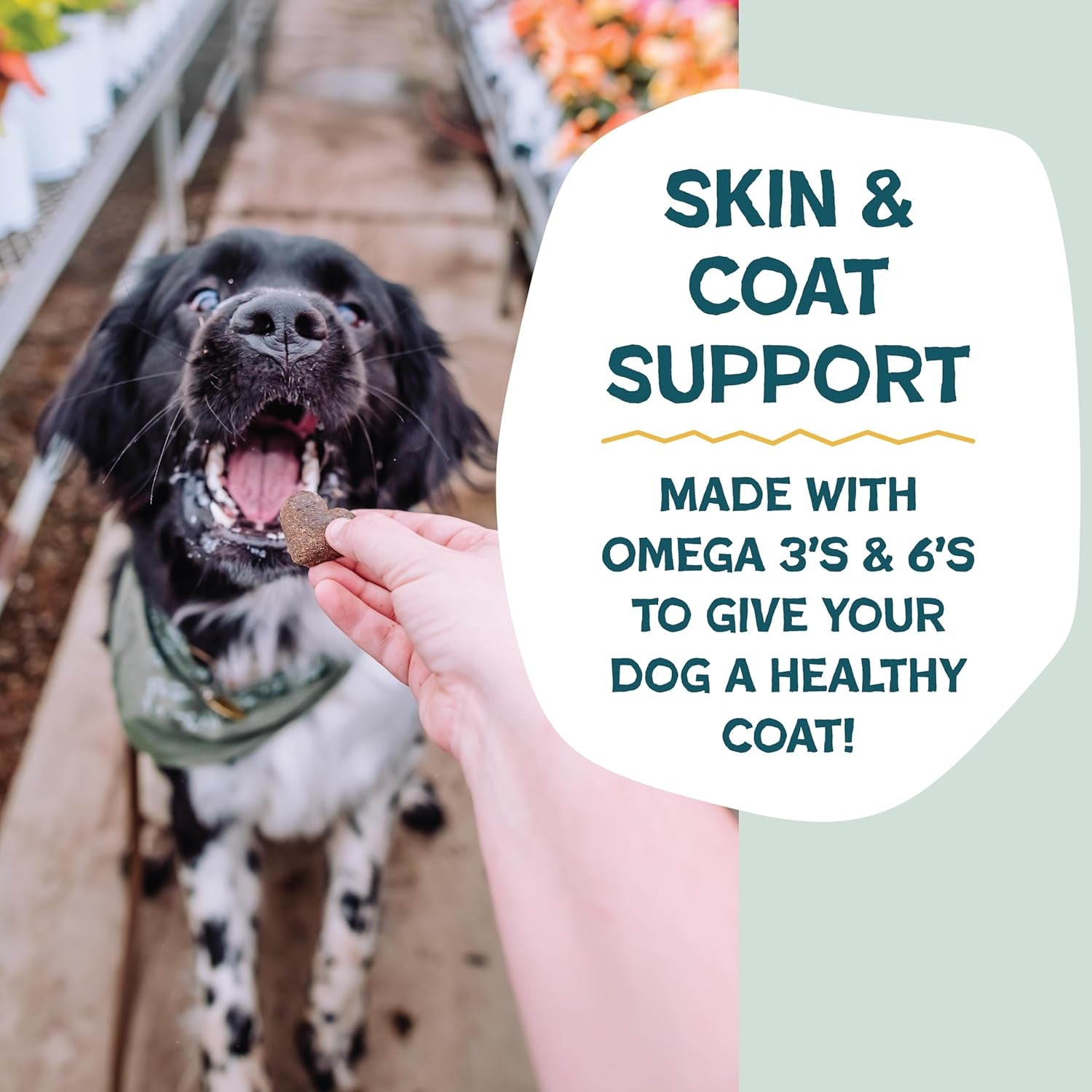 shameless-pets-soft-baked-dog-treats-bananas-for-bacon-healthy-treats-for-small-medium-large-dogs-skin-coat-support-with-omega-3-omega-6-grain-free-made-in-usa-6-oz