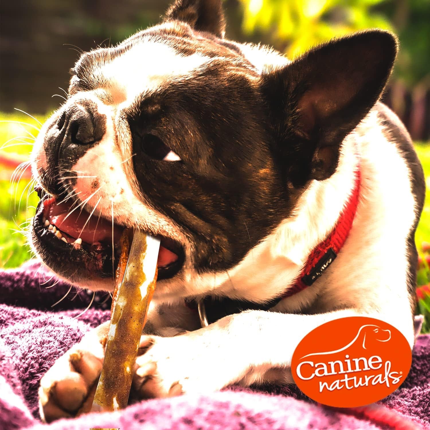 canine-naturals-rawhide-free-peanut-butter-dog-chews-sticks-40-count-100-rawhide-free-made-with-real-peanut-butter-all-natural-easily-digestible-5-in-sticks-dog-treats-bulk-value-pack