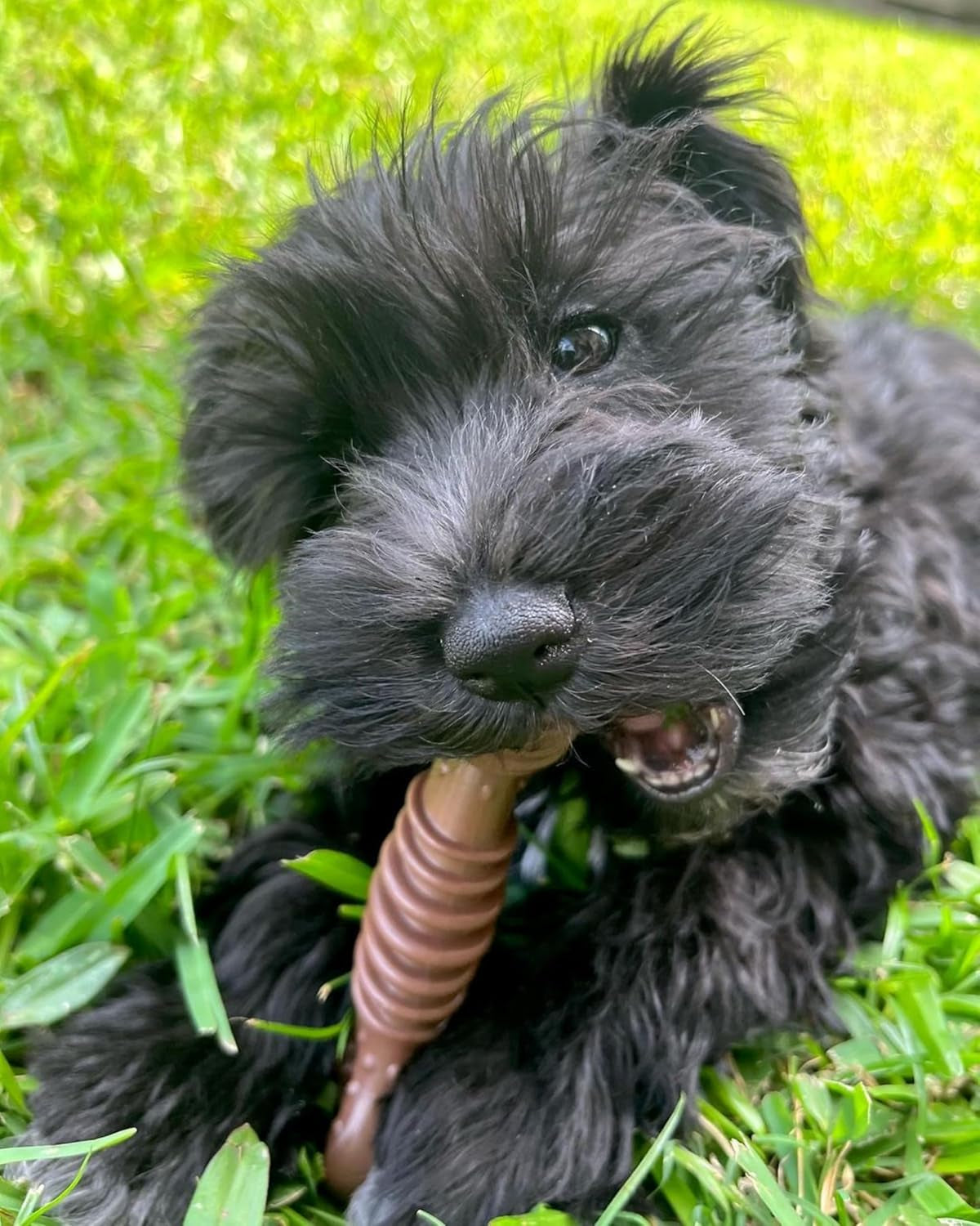 nylabone-power-chew-dental-groove-bone-dog-chew-toy-flavor-medley-small-teeth-cleaning-textures-durable-dog-toys-for-aggressive-chewers-discourages-destructive-chewing-for-dogs-up-to-25-lbs