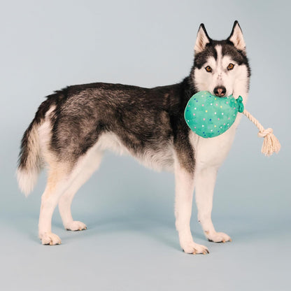 Fringe Studio Plush Dog Toy, I Pawty, You Pawty, Pet Shop Collection (314210)5