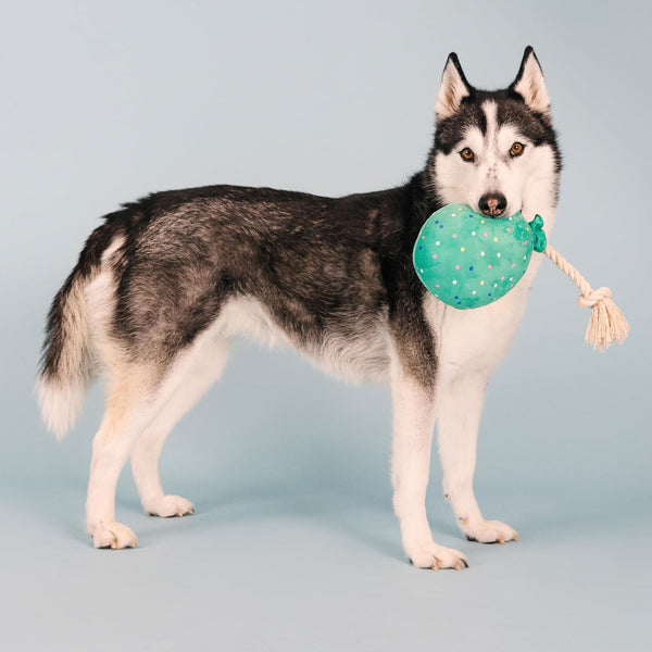 Fringe Studio Plush Dog Toy, I Pawty, You Pawty, Pet Shop Collection (314210)5