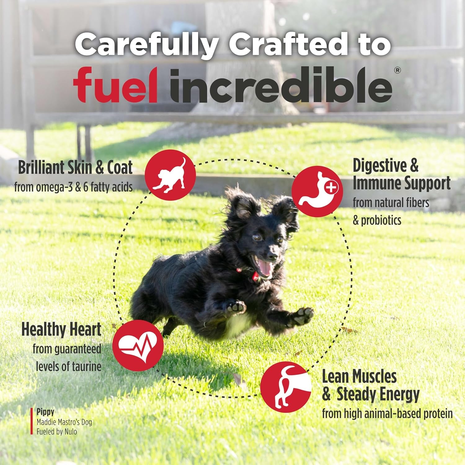 nulo-freestyle-small-breed-dog-food-dry-salmon-lentils-puppy-adult-grain-free-dog-food-natural-high-protein-smaller-sized-kibble-with-bc30-probiotic-for-healthy-digestion-support-6lb-bag