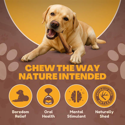 Whitetail Naturals Whole Deer Antlers for Dogs, 1 Lb Bulk Pack, 4-5 Ct | for Medium & Large Aggressive Chewers - Naturally Shed - Wild Sourced - Grade a - Long Lasting - Crafted in USA6