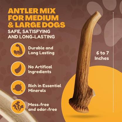 Whitetail Naturals Whole Deer Antlers for Dogs, 1 Lb Bulk Pack, 4-5 Ct | for Medium & Large Aggressive Chewers - Naturally Shed - Wild Sourced - Grade a - Long Lasting - Crafted in USA3