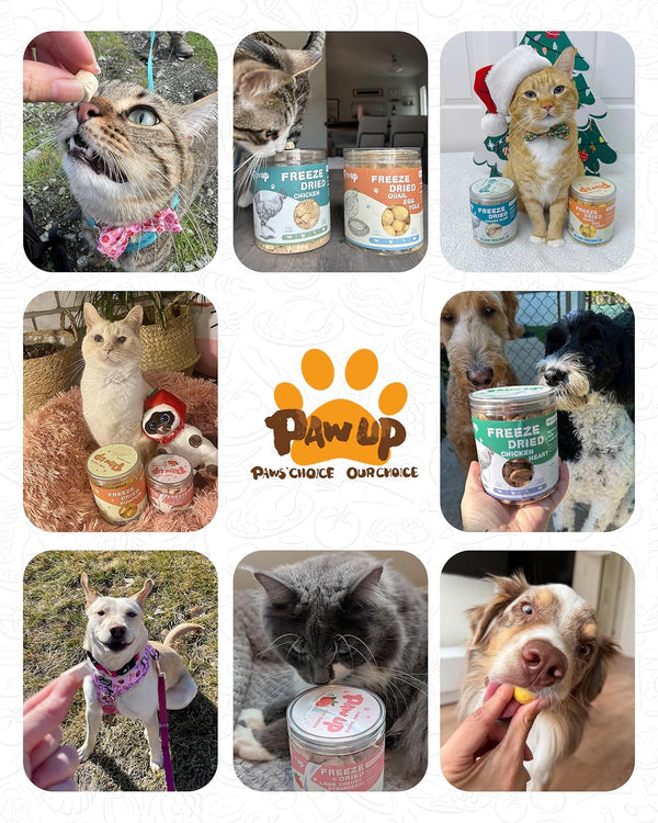 PAWUP Freeze Dried Quail Egg Yolk Pet Treats, Freeze-Dried Pet Food for Dogs, Cats, Pure Fresh Ingredient, 4.2 Oz, Rawhide Free, Gluten&Grain Free7