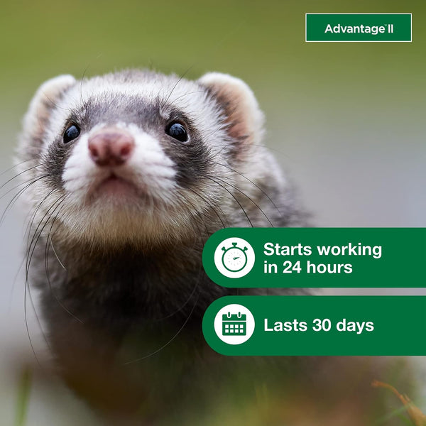 Advantage II Ferret Vet-Recommended Flea Treatment & Prevention | Ferret 1+ Lbs. | 2-Month Supply5
