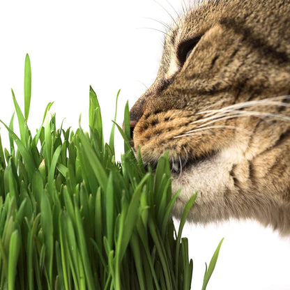 Handy Pantry Organic Cat Grass Kit - Includes 3 Trays, Soil Pucks, and 3 Packs Non GMO Wheatgrass Seed - a Healthy Treat for Cats, Dogs, Rabbits, More5