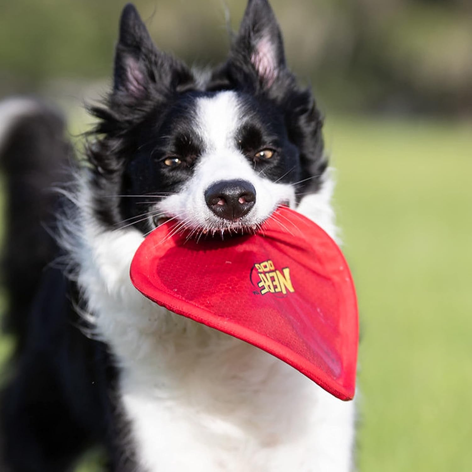 nerf-dog-nylon-flyer-dog-toy-flying-disc-lightweight-durable-and-water-resistant-great-for-beach-and-pool-9-inch-diameter-for-medium-large-breeds-single-unit-red