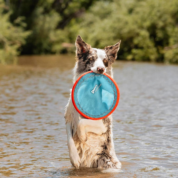 Chuckit! Paraflight Flying Disc Dog Toy - Water Floating Flyer - Durable Nylon Construction with Soft Rubber Edges - for Medium and Large Dogs - Size Large - 9.75" L X 9.75" W - Pack of 1 | Durable Nylon Build with Soft Rubber Edges, Made for Medium and Larger Sized Breeds, Lightweight and Easy to Throw, Pack of 12