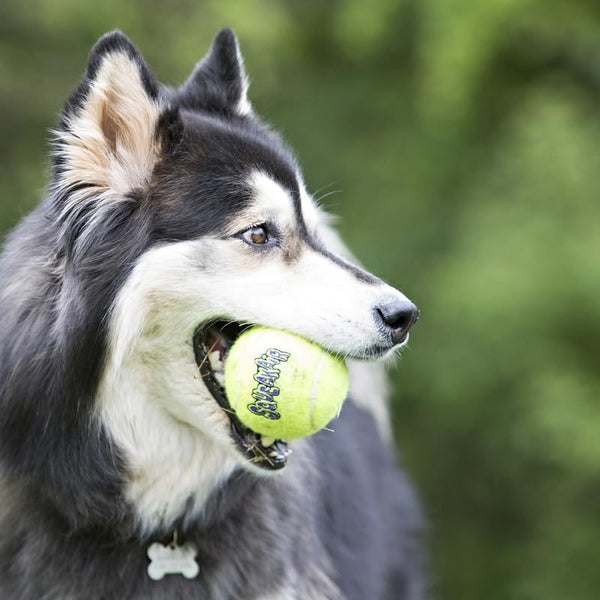 Kong Squeakair Dog Toy Tennis Ball - Medium, X 94