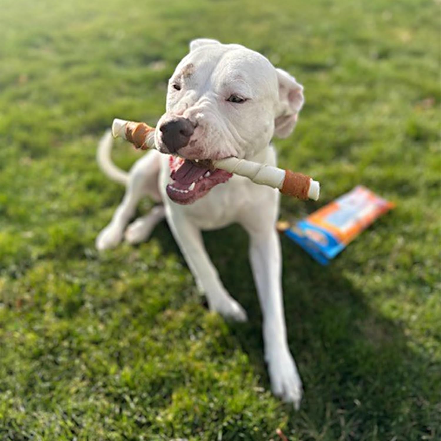 cadet-gourmet-shish-kabob-dog-chews-for-large-breeds-rawhide-treats-for-dogs-with-chicken-and-sweet-potato-healthy-natural-beef-hide-10-inch-sticks-4-count-pack-of-1