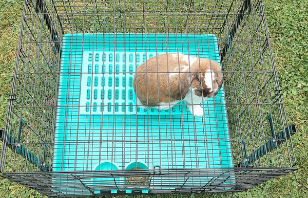 Saguaro Acres Rabbit and Small Animal Cage Resting Mat for Wire Floored Cages - Pack of 6 (Pink, Blue, Teal, Purple, Grey and Orange)2