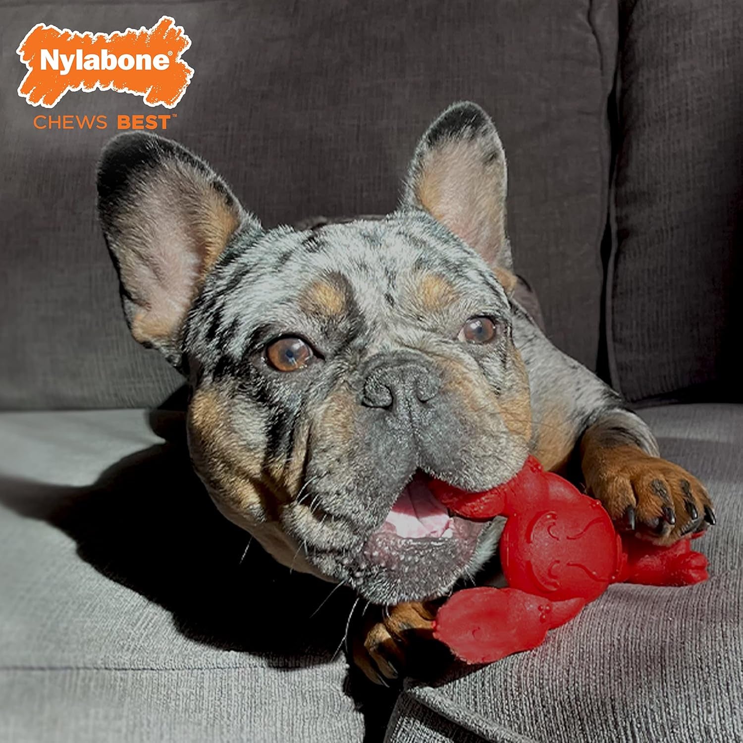 nylabone-power-chew-lobster-dog-chew-toy-filet-mignon-flavor-small-durable-dog-toys-for-aggressive-chewers-long-lasting-discourages-destructive-chewing-for-dogs-up-to-25-lbs