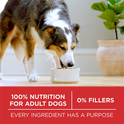 Purina ONE Chicken and Rice Formula Dry Dog Food - 8 Lb. Bag10