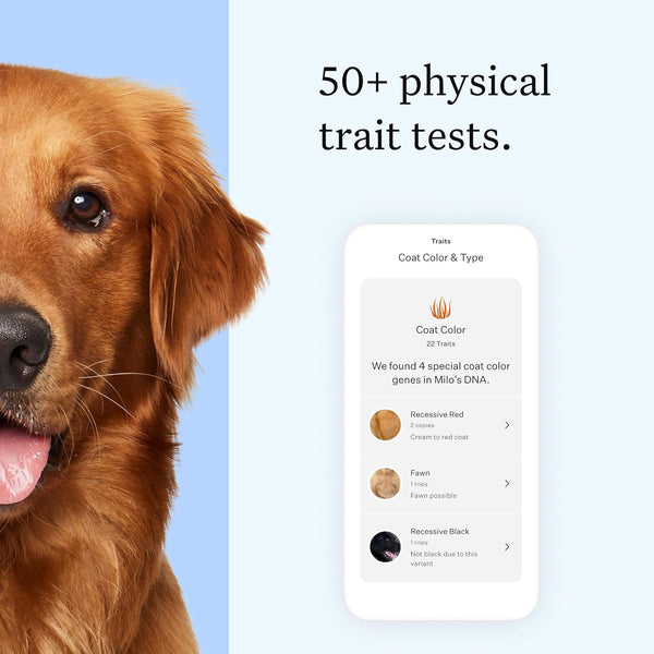 Wisdom Panel Essential Dog DNA Testing Kit - Most Accurate Test for 430+ Dog Breeds, 30 Genetic Health Conditions, 50+ Traits, Relatives, Ancestry, 1 Pack5