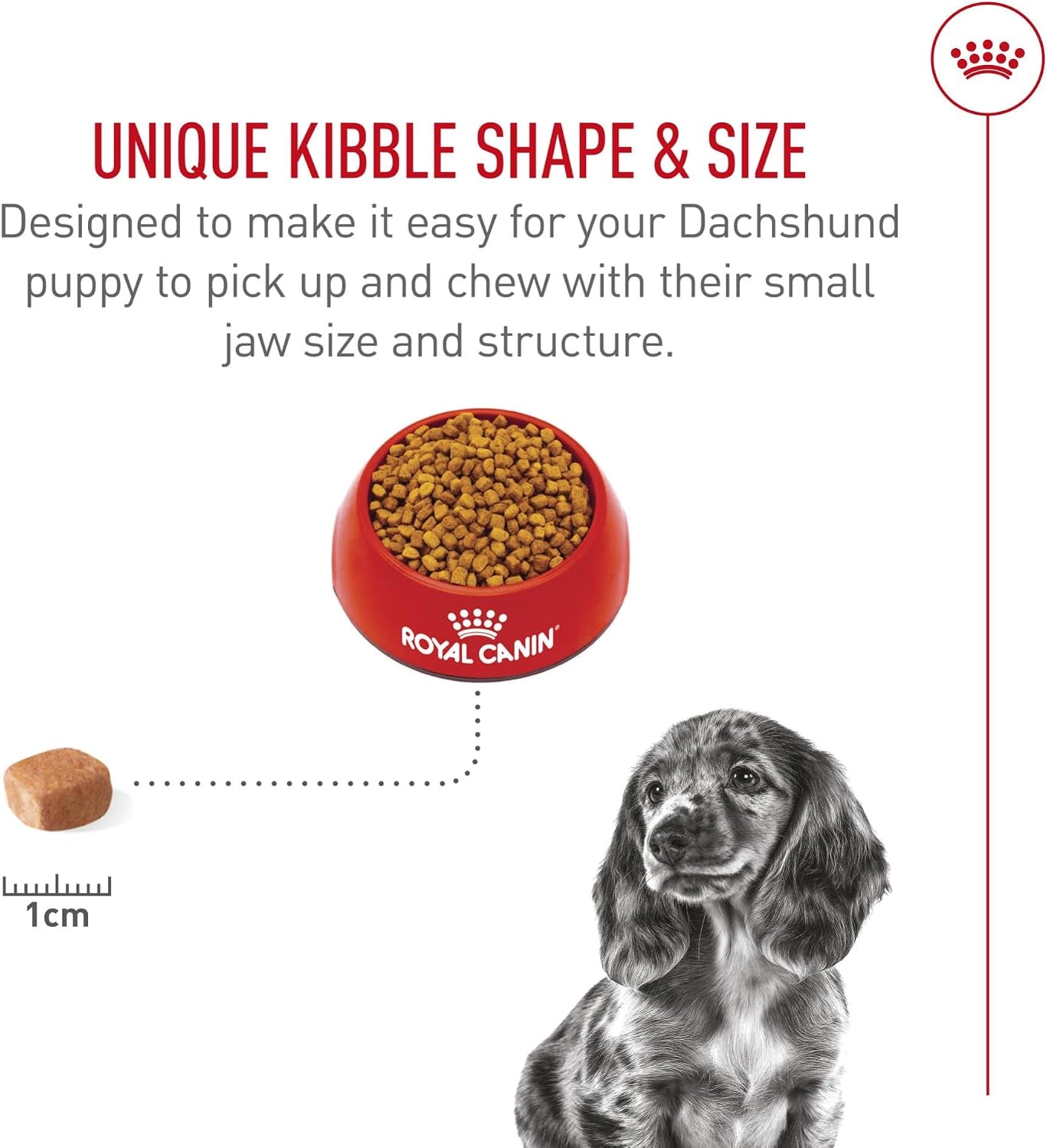 royal-canin-breed-health-nutrition-dachshund-puppy-dry-dog-food-2-5-lb-bag-specialized-nutrition-for-dachshund-puppies-supports-healthy-growth-tailored-kibble-shape-2-5-pound-bag