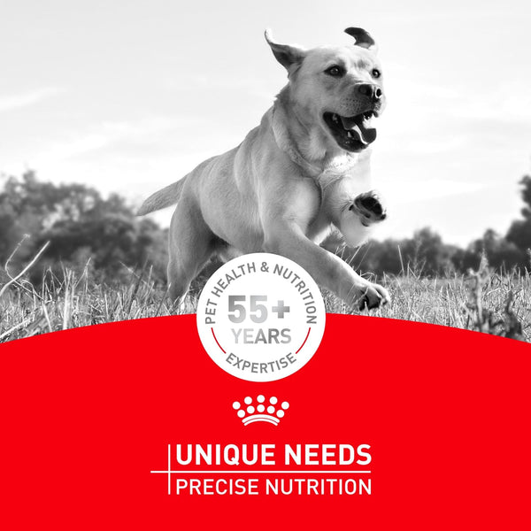 ROYAL CANIN Breed Health Nutrition Pug Adult Dry Dog Food, 10 Lb Bag12