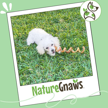 Nature Gnaws Bully Stick Springs for Dogs 7-8" (6 Count) - Long Lasting for Aggressive Chewers - Natural Curly Beef Dog Chew Bones - Rawhide Free7