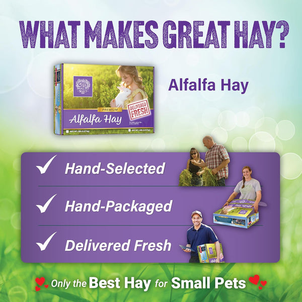 Small Pet Select Alfalfa Hay Pet Food for Young Rabbits, Guinea Pigs, Chinchillas, Tortoises and Other Small Animals, Easy to Store Box, 5 LB6