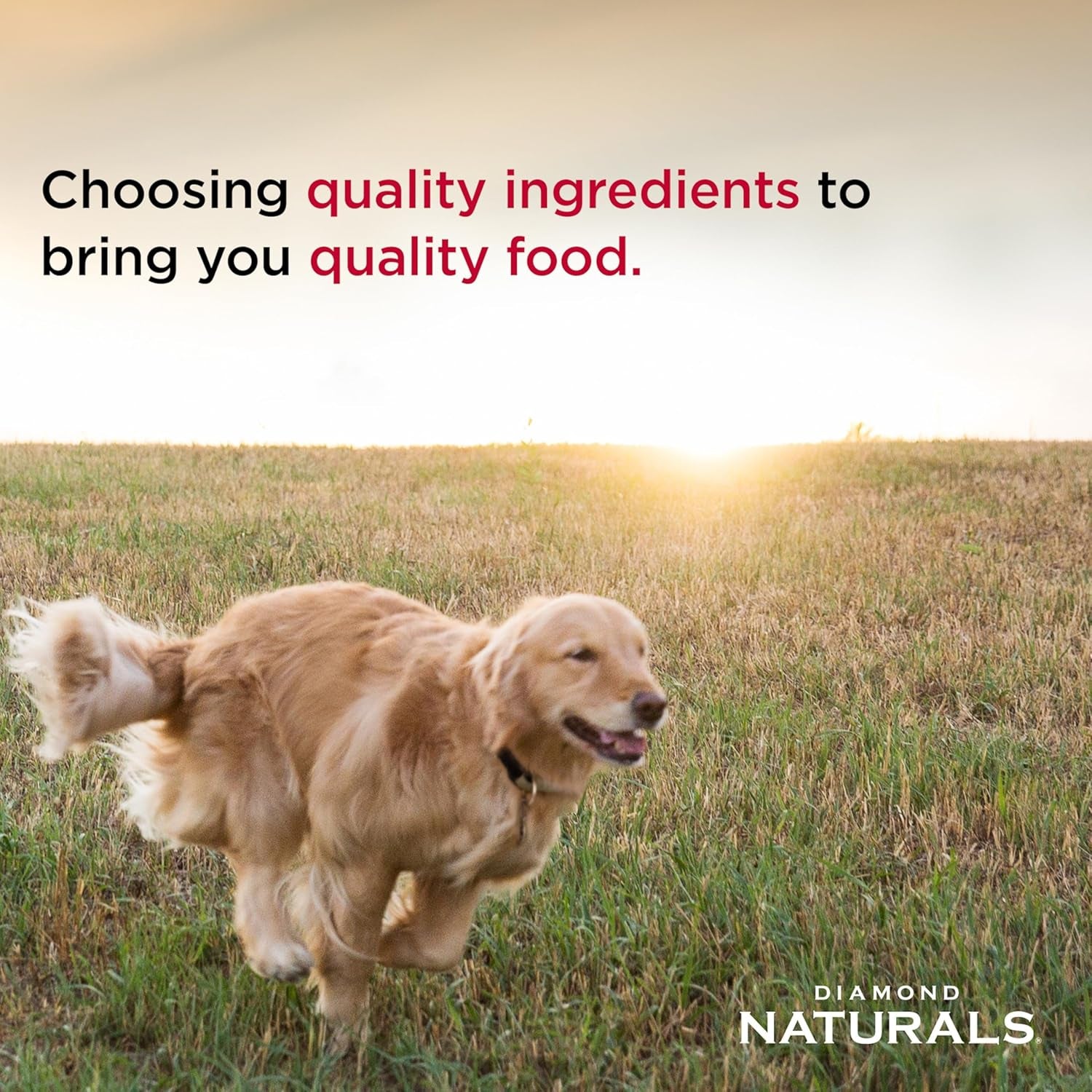 diamond-naturals-small-medium-breed-puppy-dry-dog-food-chicken-6lb-puppy-adult-senior-dogs-high-protein-dha-for-proper-brain-and-vision-development-guaranteed-probiotics