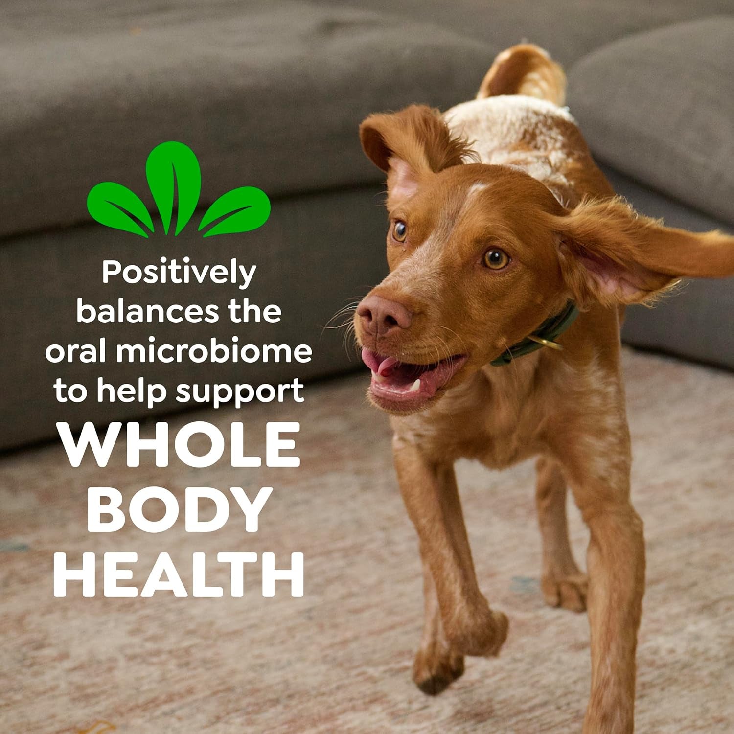 greenies-teenie-original-natural-dental-dog-treats-chicken-192-count-clinically-proven-veterinarian-recommended-47-less-tartar-40-less-plaque-in-28-days-for-dogs-5-15-lbs-54-oz-pack
