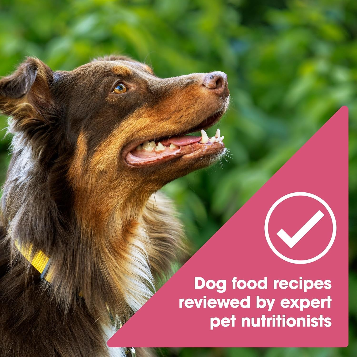 natures-recipe-grain-free-easy-to-digest-salmon-sweet-potato-and-pumpkin-recipe-dry-dog-food-4-pound-fiber-from-sweet-potatoes-pumpkin-helps-support-digestion-and-immune-system-health