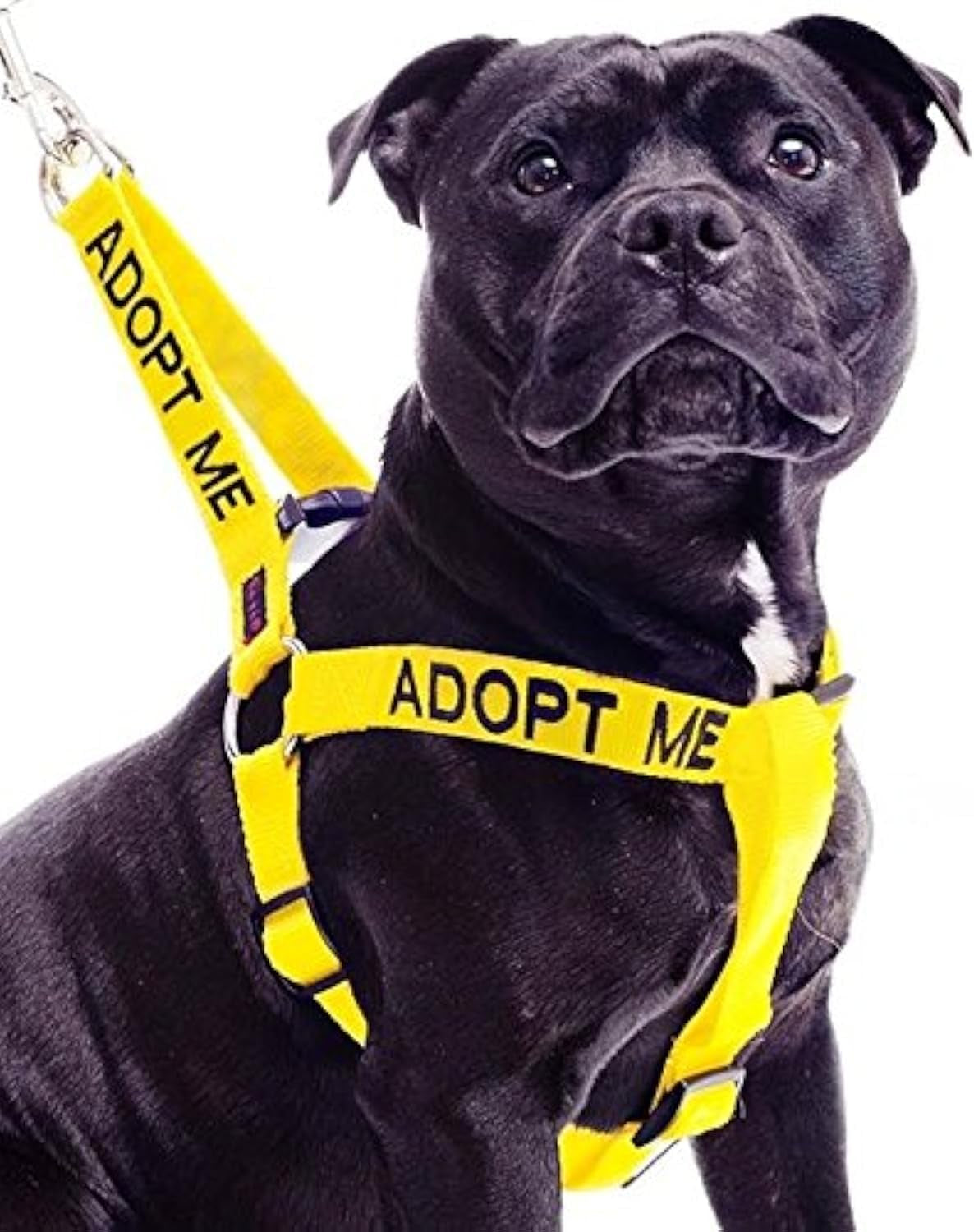 adopt-me-yellow-color-coded-l-xl-non-pull-dog-harness-new-home-needed-donate-to-your-local-charity