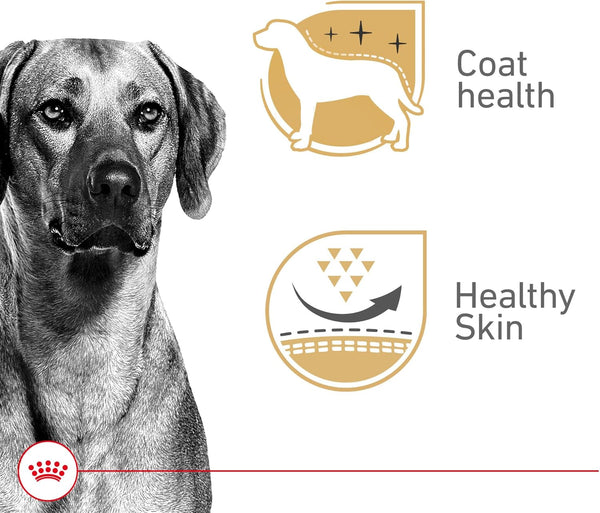 ROYAL CANIN Canine Health Nutrition Adult in Gel Dog Food, 13.5 Oz (Pack of 12)2