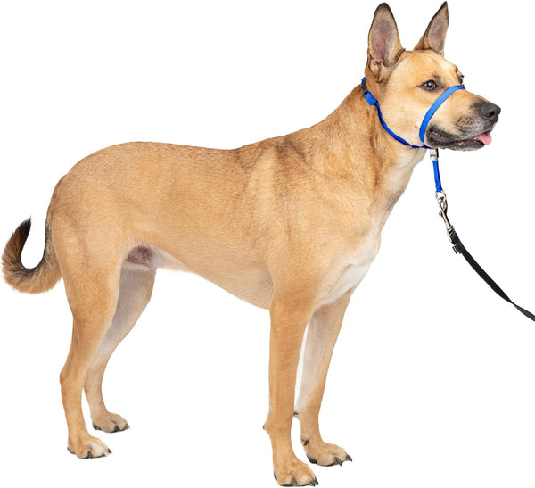 Petsafe Gentle Leader No Pull Dog Headcollar, Royal Blue, Medium | Veterinary Behaviorist-Designed No-Pull Headcollar Redirects Pulling Instinct, Padded Neoprene Nose Loop, Quick-Snap Fit1