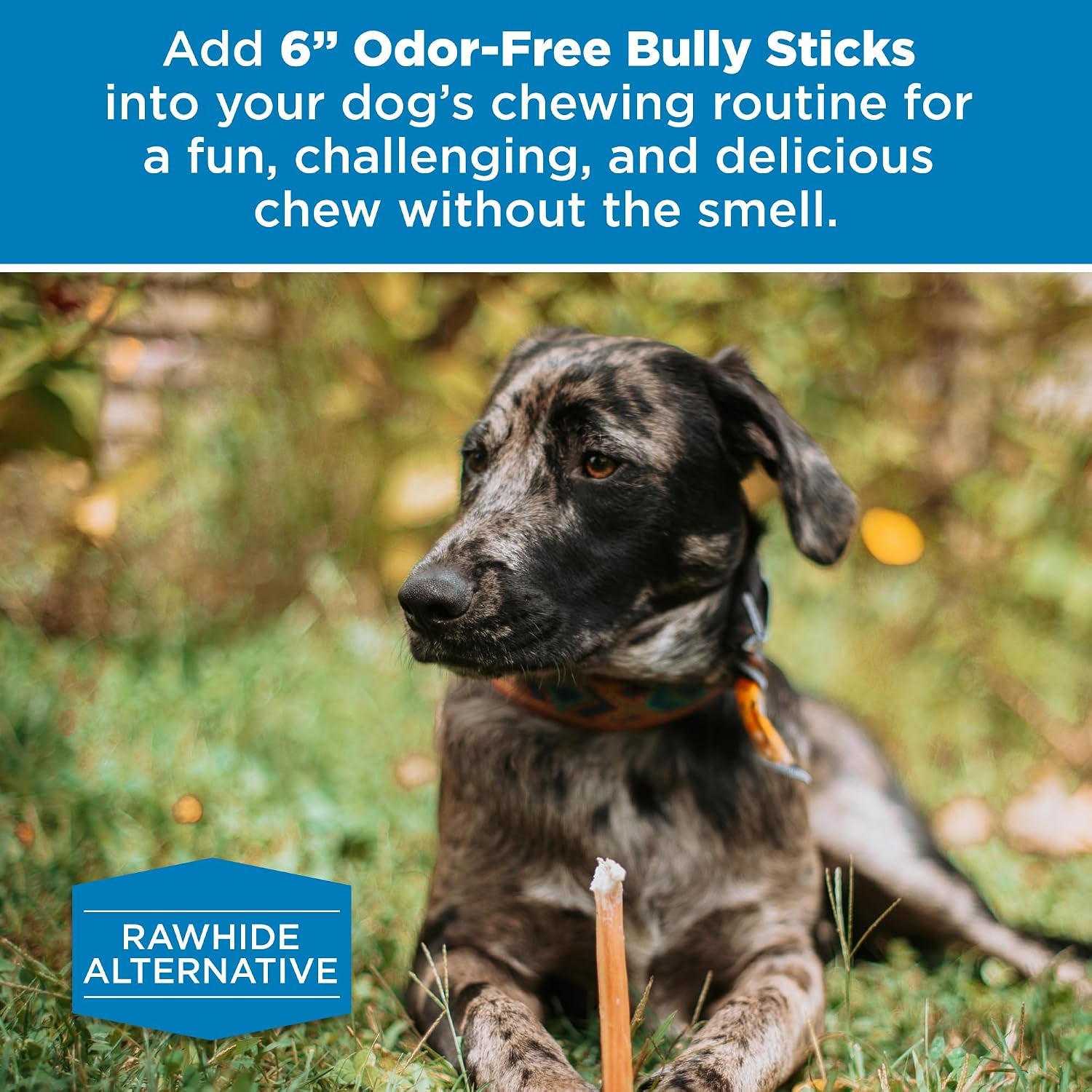best-bully-sticks-6-inch-odor-free-bully-sticks-20-count-pack-of-1-bulk-bag-odorless-natural-grass-fed-beef-easily-digestible-no-grain-or-rawhide-ideal-for-big-breeds