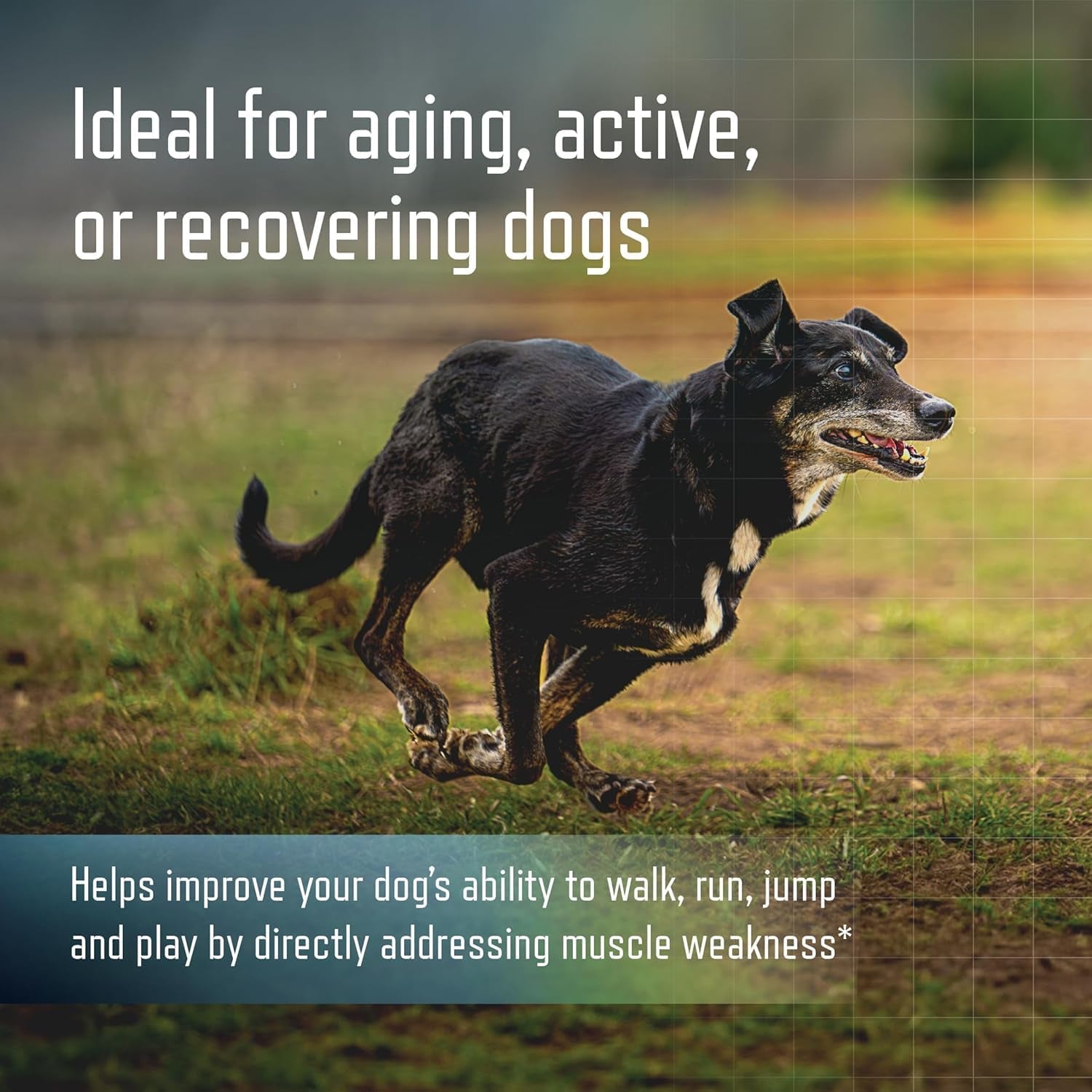 ursolyx-soft-chews-for-dogs-medium-breed-muscle-support-60-count-ursolic-acid-supplement-to-rebuild-muscle-strength-mobility-in-senior-active-or-recovering-dogs-2-month-supply