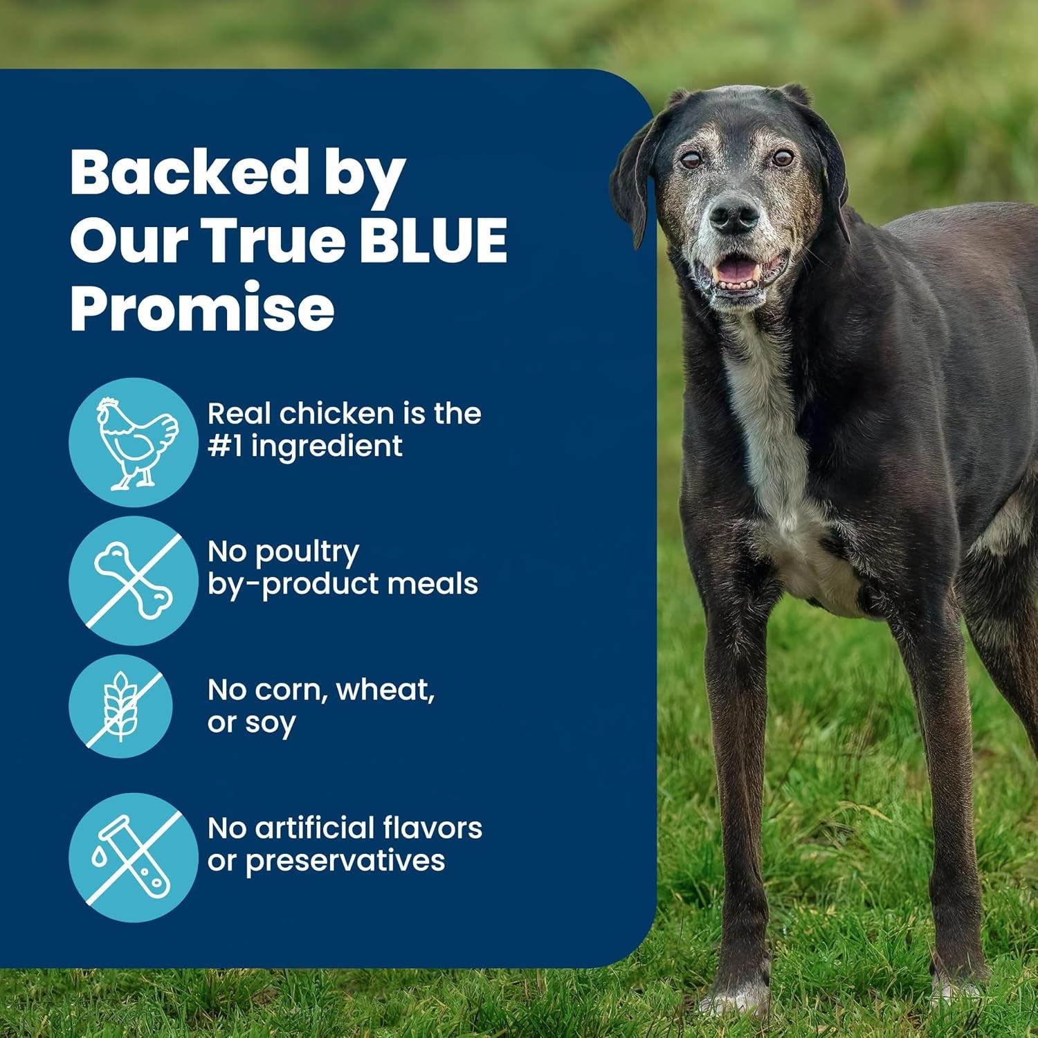 blue-buffalo-life-protection-formula-chicken-large-adult-dog-food-30-lb-real-chicken-1-ingredient-antioxidant-rich-lifesource-bits-glucosamine-supports-joint-health-mobility-in-large-breeds