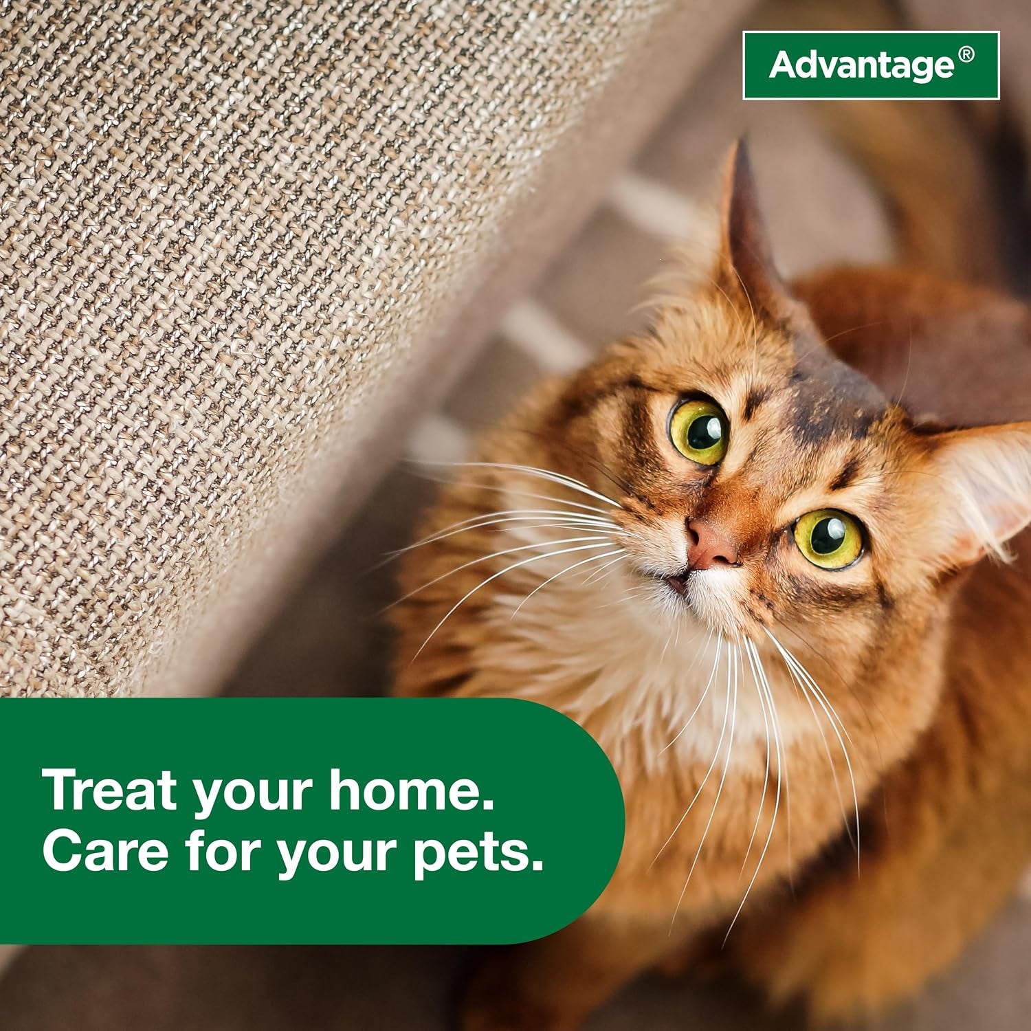 advantage-carpet-upholstery-spot-spray-kills-fleas-ticks-bedbugs-16-oz