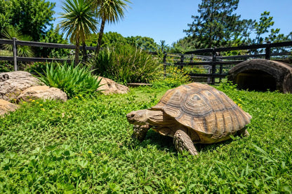 Tortoise Forage Seed Mix – Grow Fresh Grazing Greens for Sulcata, Russian & Hermann'S Tortoises – Oats, Rye & Alfalfa Blend for Indoor Trays or Outdoor Enclosures – Non-Gmo Seed (1 Lb)4