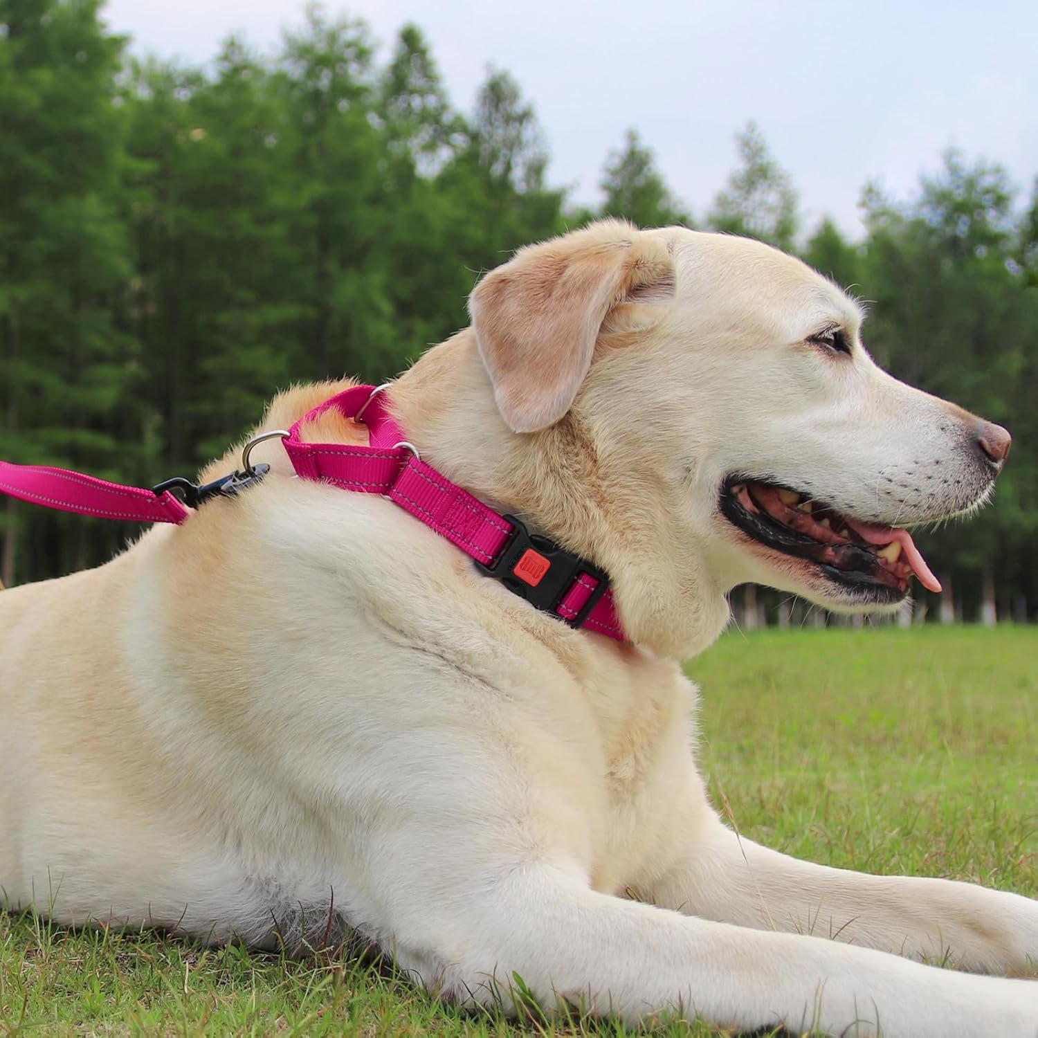 joytale-martingale-collar-for-dogs-escape-proof-no-pull-hotpink-m-gentle-cinch-stops-pulling-without-choking-safety-lock-buckle-reflective-stitching-for-night-walks-soft-nylon