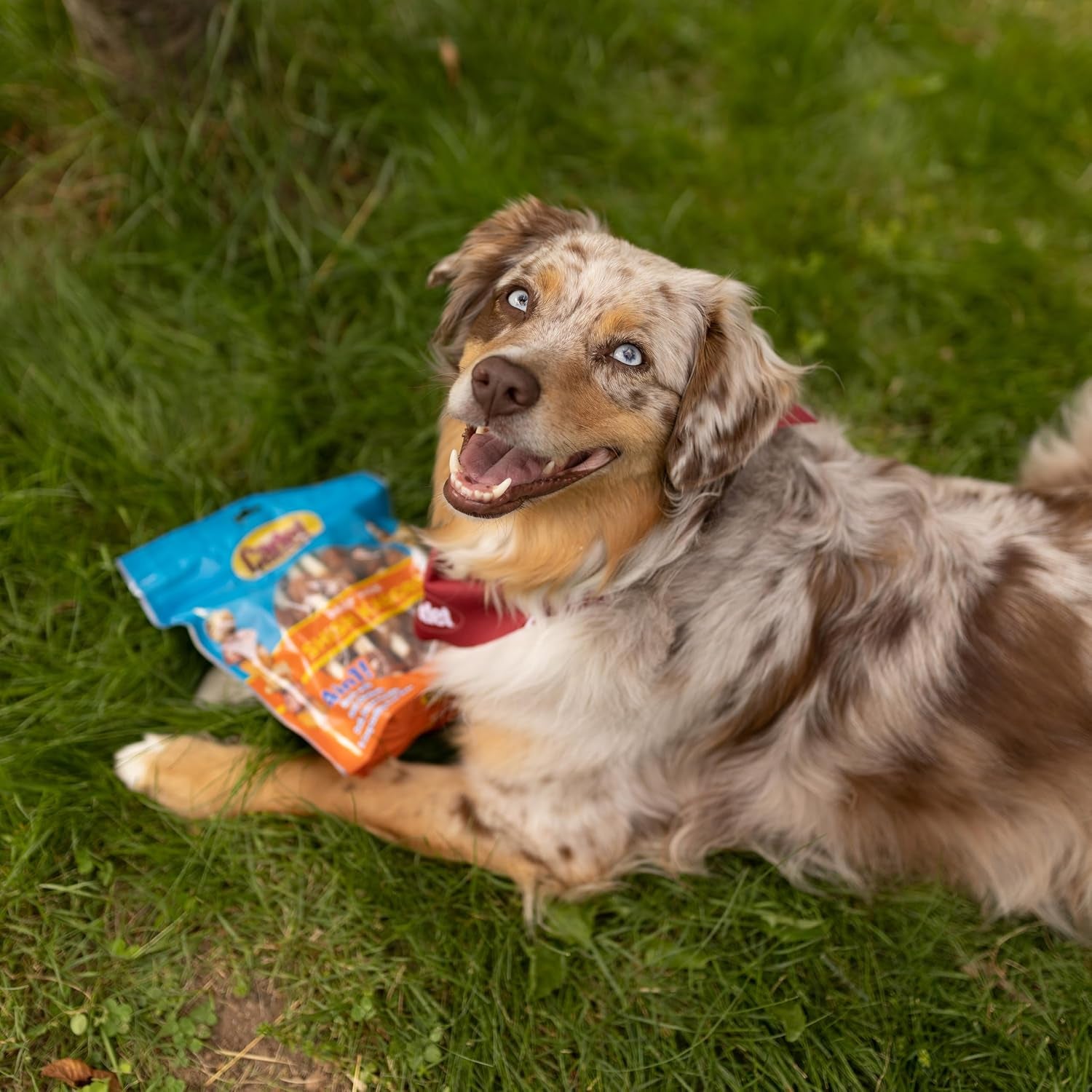 cadet-gourmet-shish-kabob-dog-chews-for-large-breeds-rawhide-treats-for-dogs-with-chicken-and-sweet-potato-healthy-natural-beef-hide-10-inch-sticks-4-count-pack-of-1