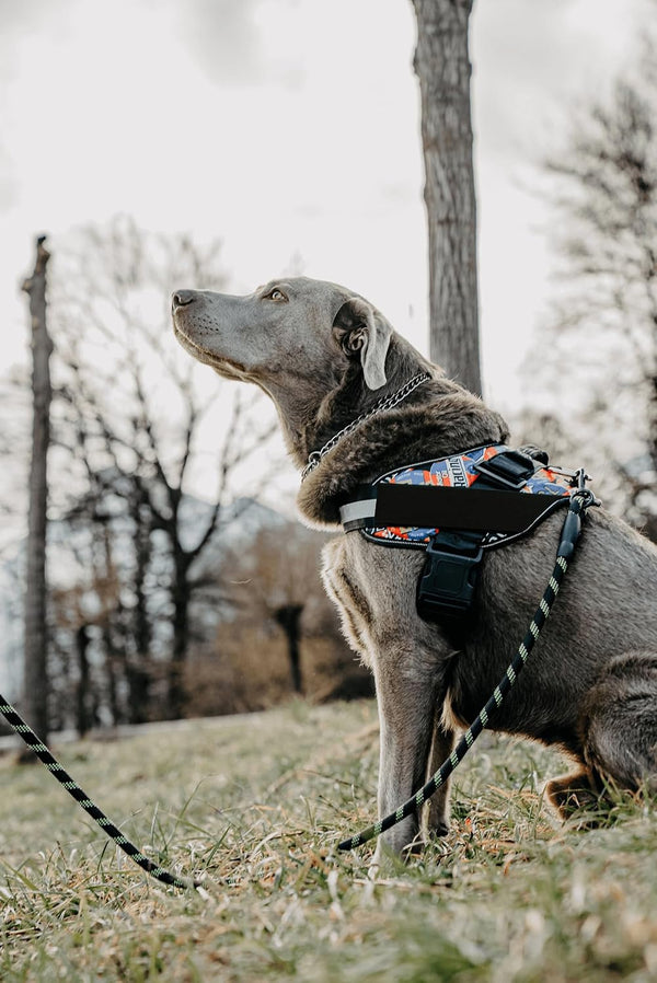 DOGGYKINGDOM No Choke Dog Harness with Handle and Patch Panels, Adjustable Reflective Dog Vest for Small Sized Dog, Blue, S9