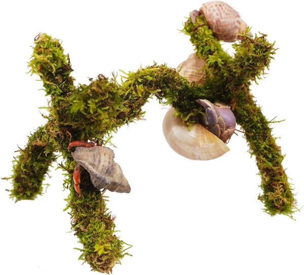 Hermit Crab Accessories, Adjustable Hermit Crab Climbing Toys（6 Inch）1